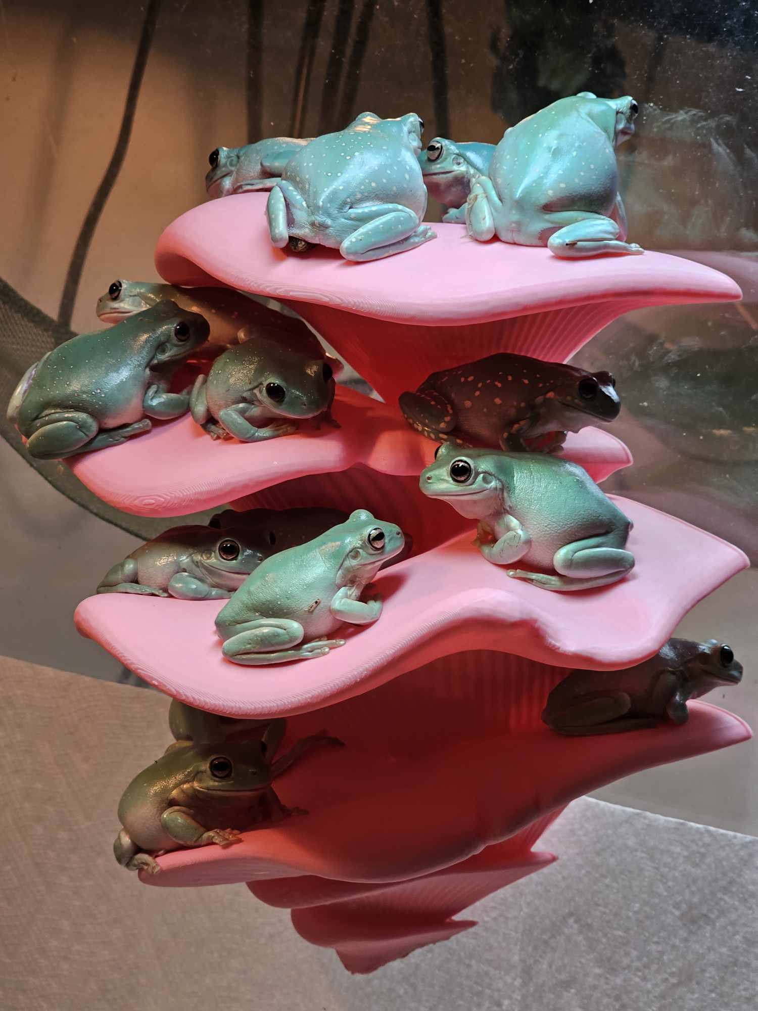 Companion Kingdom LLC's Whites Tree Frogs