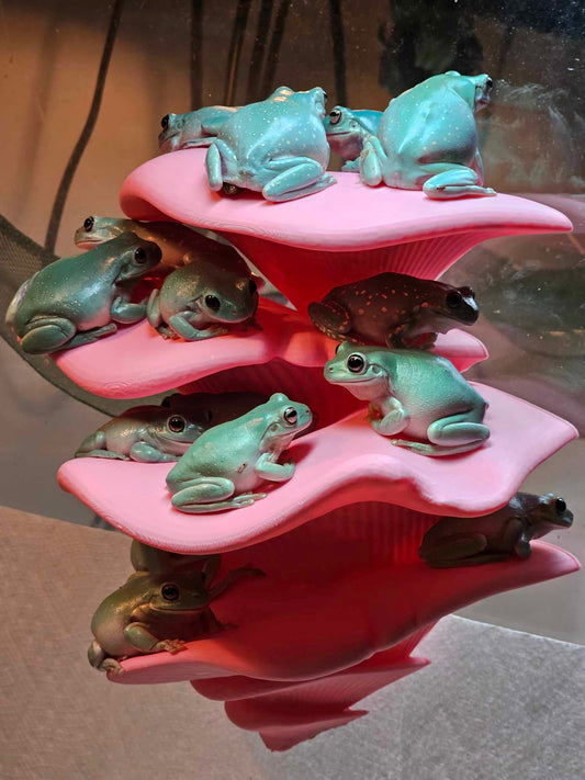 Companion Kingdom LLC's Whites Tree Frogs