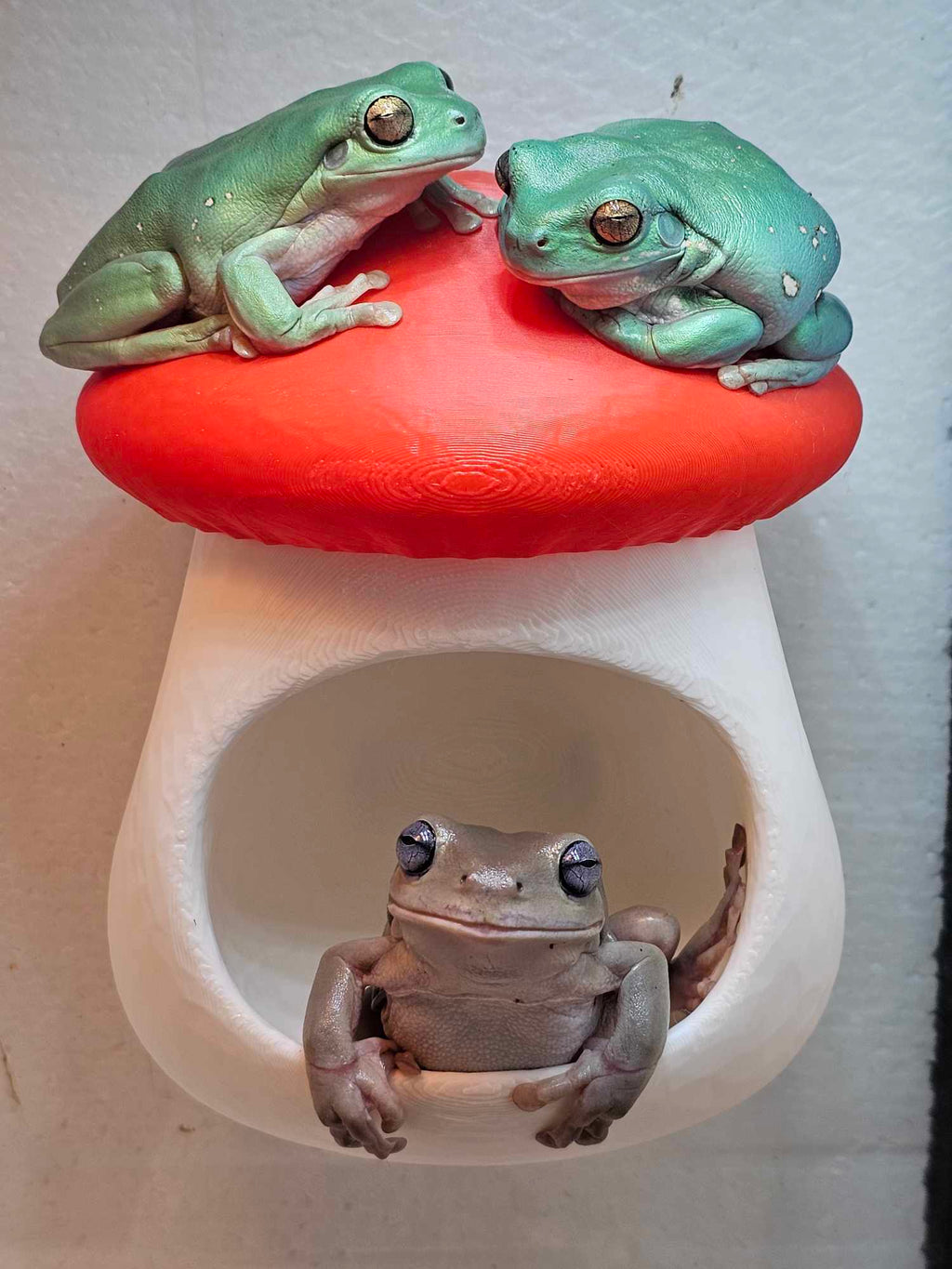 Mushroom Wall Hide