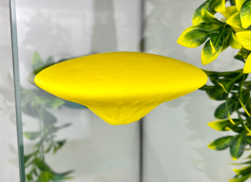 Single Mushroom Shelf
